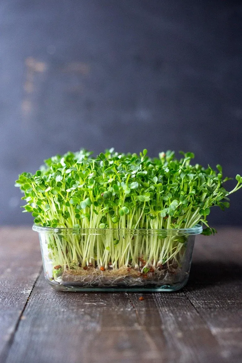 Workshop on Microgreens (Grow Healthy Eat healthy) photo 1