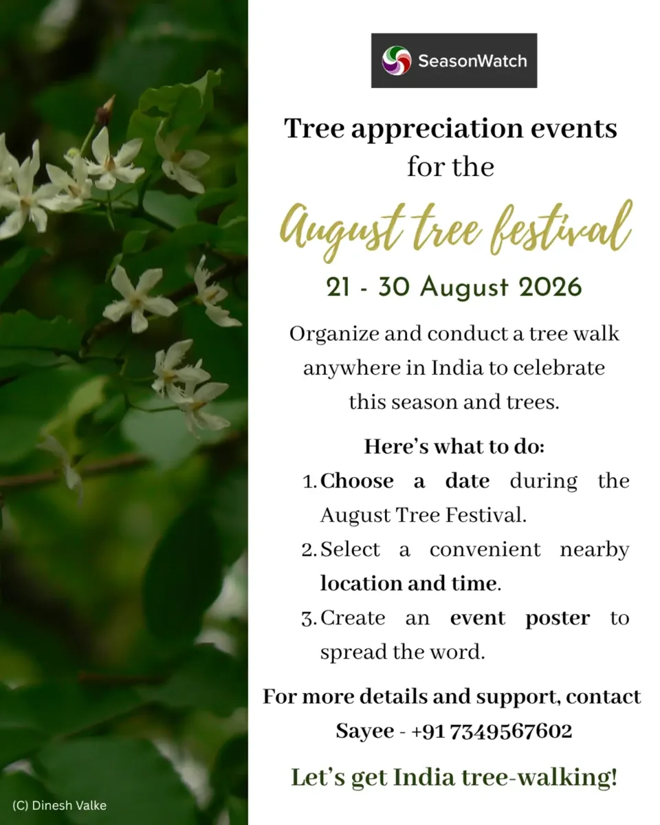 August Tree Festival