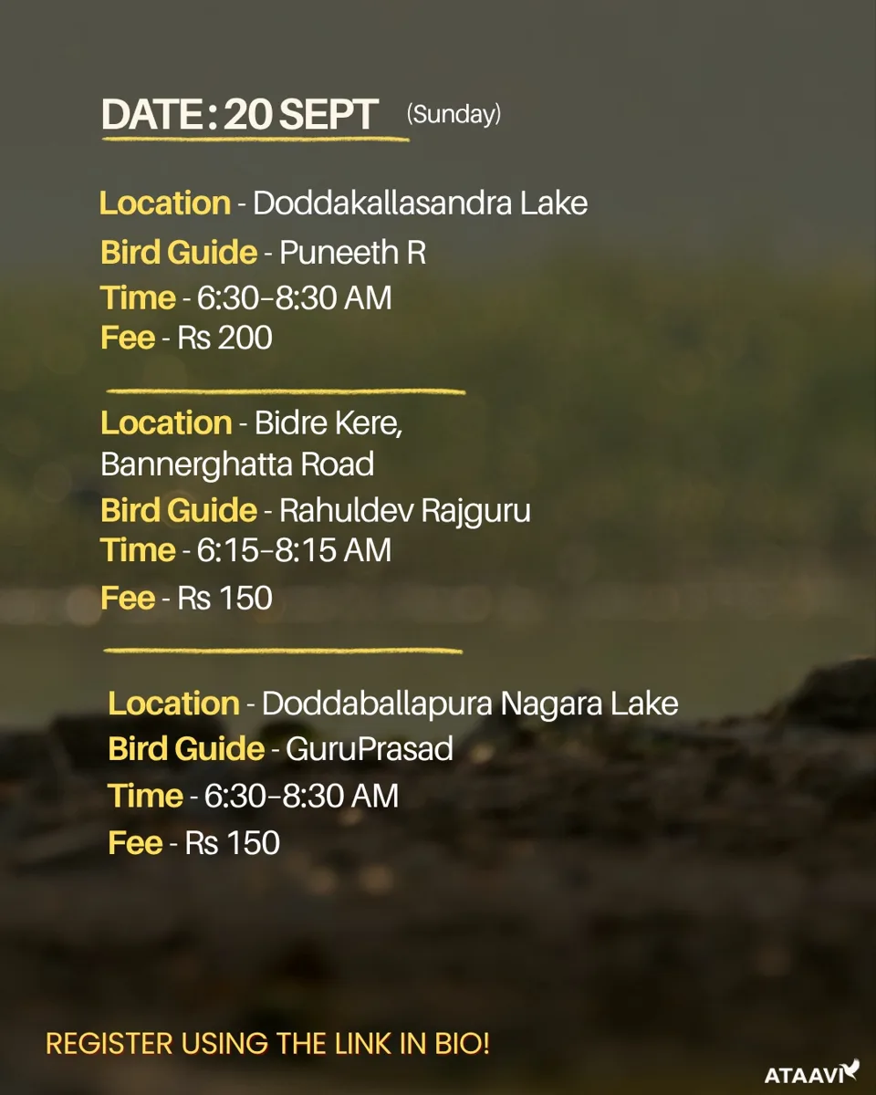 Ataavi Bird Walks - Doddakallasandra Lake, Bidre Kere, Doddaballapura Nagara Kere photo 1