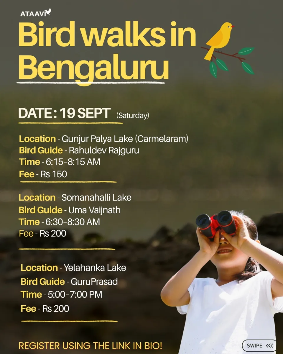 Ataavi Bird Walks - Gunjur Palya Lake, Somanahalli Lake, Yelahanka Lake photo 1