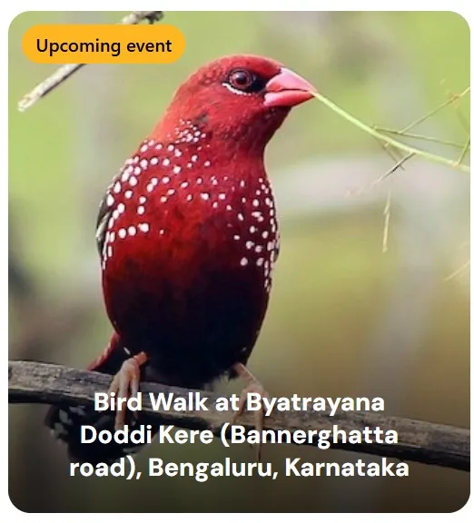 Bird Walk at Byatrayana Doddi Kere (Bannerghatta road), Bengaluru photo 1