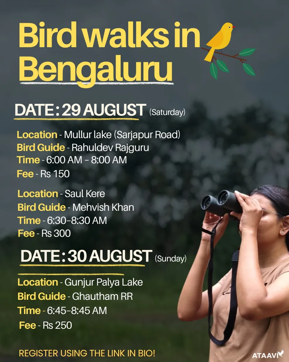 Bird Walks - Mullur Lake (Sarjapur Road), Saul Kere, Gunjur Palya Lake (20 slots each) photo 1