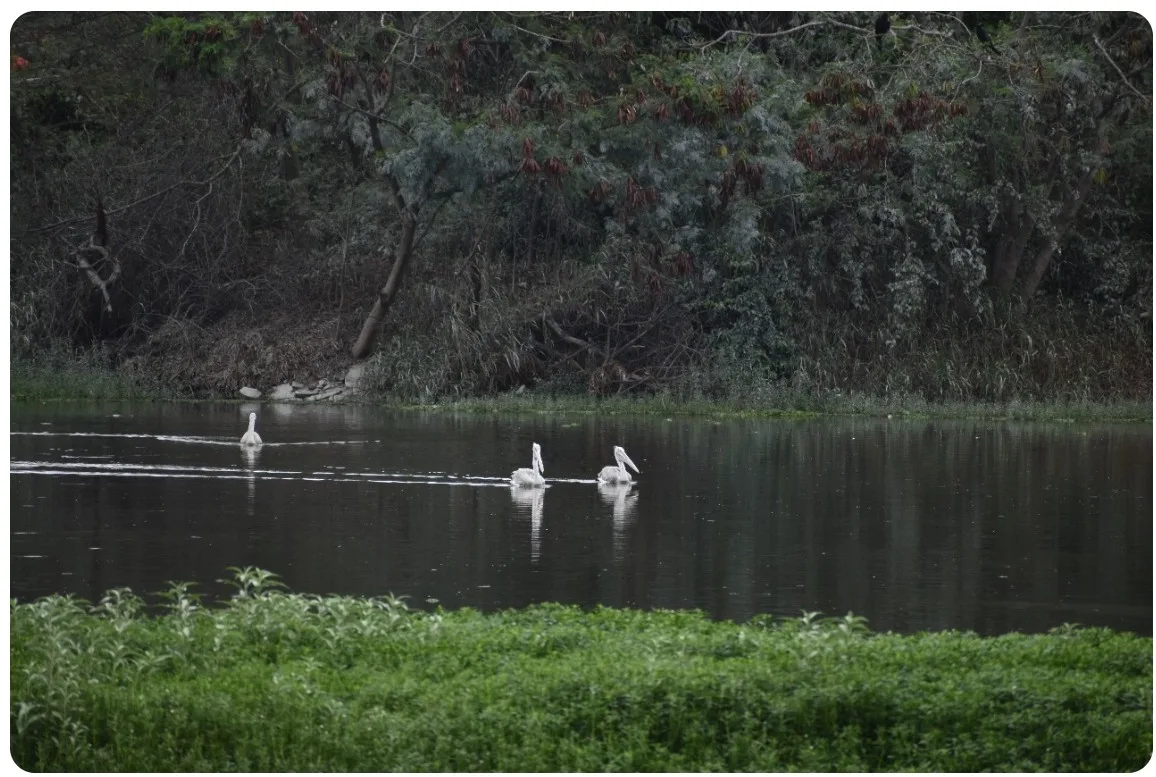 Bird Walk at Saul Kere photo 3
