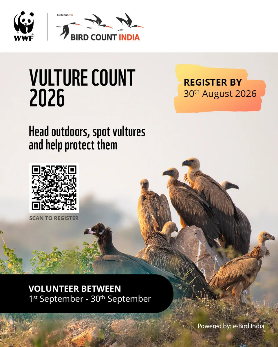 Vulture Count 2026 photo 1