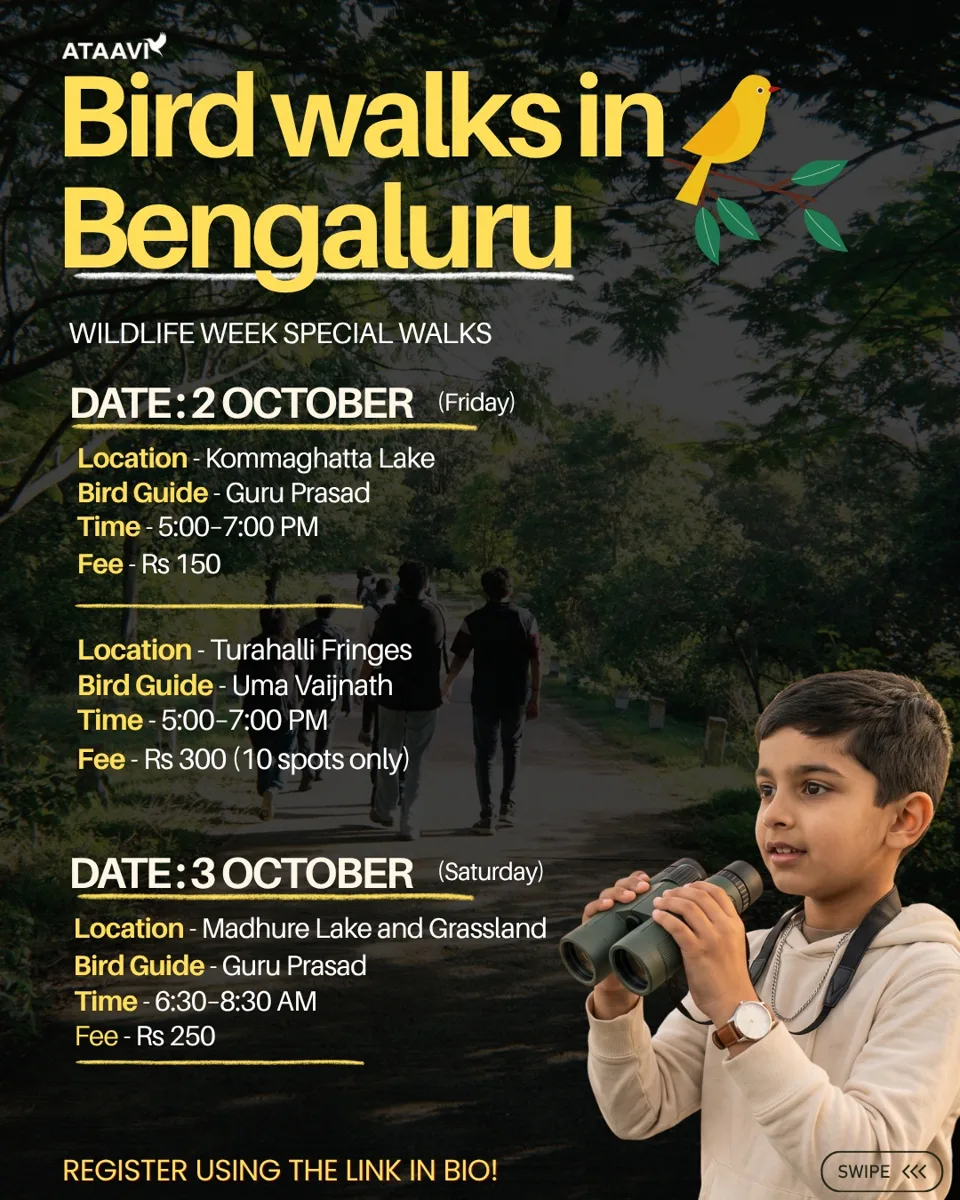 Bird Walks  photo 1
